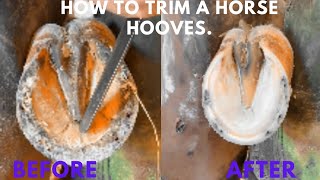 Trimming Overgrown Horse Hooves [upl. by Sinnelg]