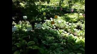 OBriens Hosta Nursery [upl. by Buchalter]