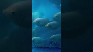 He is big fish tank fish ytviral ytshorts freefire youtubeshorts [upl. by Aldous]