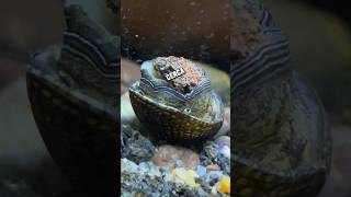 Caracol Neritina ¿En Problemas 🐚😮 pezbetta fishtank fishaquarium pez guppyaquarium aquarium [upl. by Nagah]