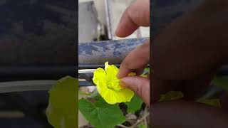 Ridge gourd hand pollination harshavanam gardening nature plantagarden creeper vegetablegarden [upl. by Rayna]