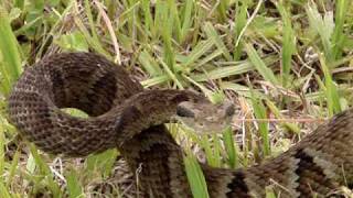 Serpente Bothrops jararaca video II [upl. by Bel953]