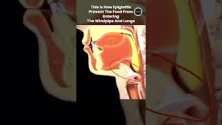 How the Epiglottis Stops Food from Entering Your Windpipe and Lungs❓😱 PW Shorts Biology [upl. by Elvira958]