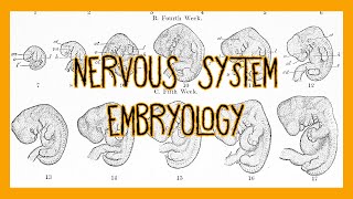 Development of Spinal Cord Part 1🙌🙌🙌Dr Rose MD DNB MNAMS [upl. by Annoyed647]