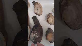 How to identify California clam species [upl. by Inoue]