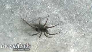 Pardosa vancouveri Lycosidae small wolf spider  aranha lobo [upl. by Ellesirg623]