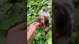 Thimbleberry Foraging 🌿3 of 4 foraging thimbleberry wildedibles [upl. by Tobin]