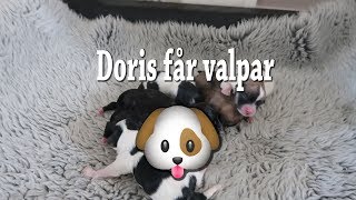 Doris får valpar  Bichon Havanais  Puppies [upl. by Bechler395]