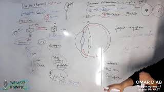 Pilocarpine Jaborandi for treatment of glaucoma and an antidote for atropine after fundus exam [upl. by Lefton507]