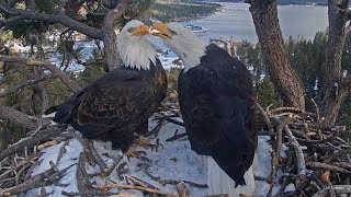 FOBBV🦅Feeling Frisky In The Frost❄️Stickfest Beaky Kisses Pancakes amp Juvenile Visitor❤️️20241115 [upl. by Jeremy]