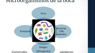 Microbiota oral [upl. by Josepha]