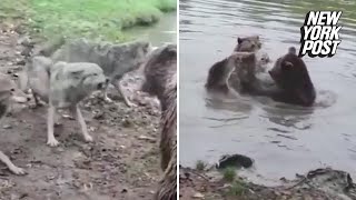 Bears rip wolf to shreds in brutal zoo attack  New York Post [upl. by Holladay732]