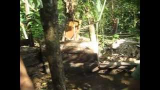 Making Costa Rican Guado Moonshine [upl. by Godfry]