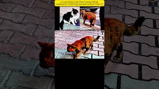 2 Cute Street Cats Feel Uneasy While Looking for Food Dog Sounds Scared Them 😿 catvideos  cat [upl. by Ardisi]