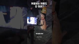 공식적인 만남에 관대한 몽실이 남해 강아지 리트리버 puppy 구독자 babydog [upl. by Barraza]