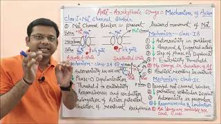 Medicinal Chemistry II 31 AntiArrhythmic Drugs Mechanism of Action  Sodium Channel Blockers [upl. by Pandora]