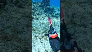 White Grunt is very tasty fishing spearfishing fish gopro ocean [upl. by Htiekal]