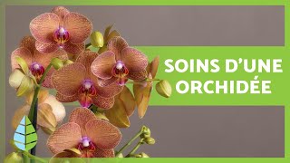 Soins dune orchidée 🌸 Arrosage substrat engrais et bien plus  ☀️💧 [upl. by Egnalos]