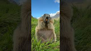 Mormota az osztrák hegyeknél animals mormota marmota österreich austria állatok ausztria [upl. by Alimac]