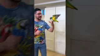 My Senegal parrot and I will go to Bird Paradise Parrot Palooza 2024 [upl. by Pierce831]