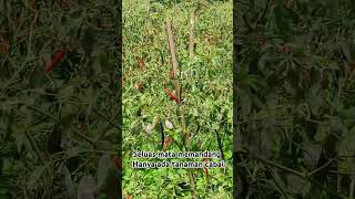 Ladang pak tani sawah pedesaan kampung village villageindia [upl. by Esinert]