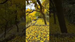 The autumn season in Hunza Valley Pakistan short shorts fyp fypシ゚viral nature hunza india [upl. by Ohl]