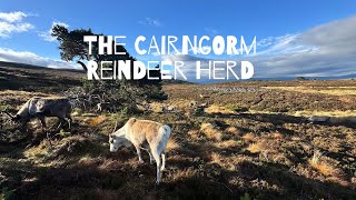 Wandering in the Cairngorm Mountains with Reindeer 😀 [upl. by Bodwell665]