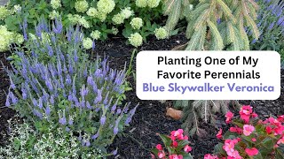 Planting One of my Favorite Perennials Blue Skywalker Veronica [upl. by Hastie]