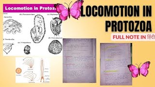 Locomotion in Protozoa  full notes in hindi  msc zoology notes in hindi [upl. by Otreblide]