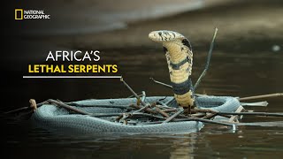 Africa’s Lethal Serpents  Worlds Deadliest Snakes  हिंदी  Full Episode  S1  E2  Nat Geo Wild [upl. by Eisnil604]