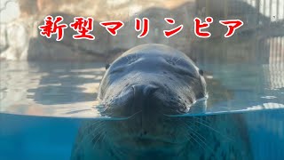 新潟市水族館 マリンピア日本海 のうた 「新型マリンピア」 [upl. by Nilorac687]