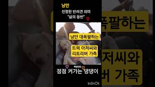 낭만 감성  트럭기사님과 리트리버 가족 반려견의 의미는 삶의 동반자 반려동물 반려견 견주 가족 리트리버 교감 낭만적 편집 인생 애견 사랑 동반자 dog [upl. by Pitchford770]