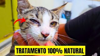 OLHOS DO GATO LACRIMEJANDO REMELANDO TRATAMENTO 100 NATURAL E EFICAZ [upl. by Jermayne]