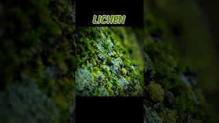 LICHEN lichenfungialgaesymbioticrelationship  WHAT IS LICHEN shortsviraltrending [upl. by Shue]