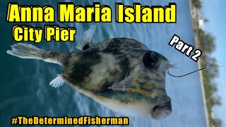 Part 2 Anna Maria Island City Pier Fishing TheDeterminedFisherman [upl. by Larkin274]