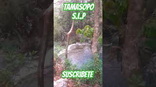 Vicita tamasopo SLP shortsfeed shortsviral detecciondemetales fyp shortsyoutube [upl. by Piderit]