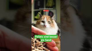 Pellets oder Sand Welche Option ist besser für das Katzenklo [upl. by Adnawot]