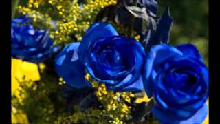 Blue Rose Is by Pam Tillis [upl. by Reivazx946]