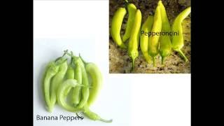 Banana Peppers vs Pepperoncini [upl. by Aihsilat]