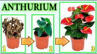 ANTHURIUM TUTTI I TRUCCHI E SEGRETI PER CURARLO FARLO quotRESUSCITAREquot FIORIRE ANTHURIUM PLANT CARE [upl. by Kano]