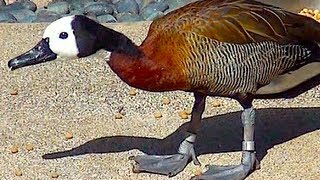 Whitefaced Whistling Duck eating walking  Oregon Zoo [upl. by Orodisi]