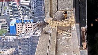 367 Collins St Falcons Dad Shows Off His Catch 🎣 Mum Fills Chicks to Brim 🐥 2024 Oct 7 [upl. by Tallbot9]