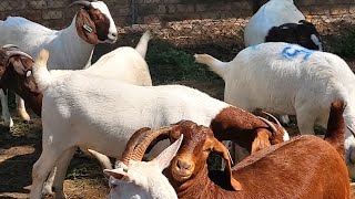 New super goats genetics from south africavisiting sinza farms [upl. by Sabas436]