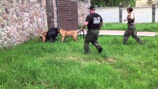 2 boerboels stopped the intruder [upl. by Jo-Ann]