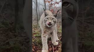 The Mystery of the Lynx animals bigcats bigcatswildlife wildlife [upl. by Aggappora96]