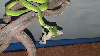 feeding trimeresurus albolabris  venomous snake [upl. by Elbas354]