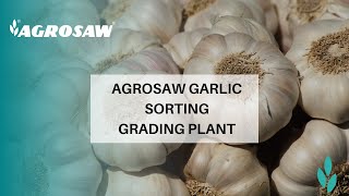 AGROSAW Garlic Sorting Grading Plant [upl. by Cordey]