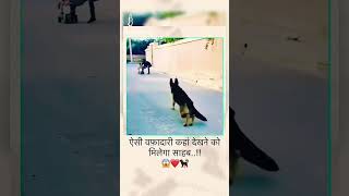 tujhe khwabon ki duniya dikhao lovesongs wafadar dog 🐶🐕🐶 [upl. by Urina343]