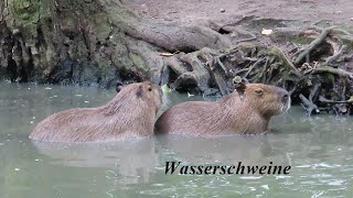 Im Wildpark Lüneburger Heide unterwegs Teil 1 [upl. by Margherita]