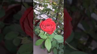 Red Rose  Beautiful Rose Flowers  nature trending viralvideo shorts [upl. by Seana246]